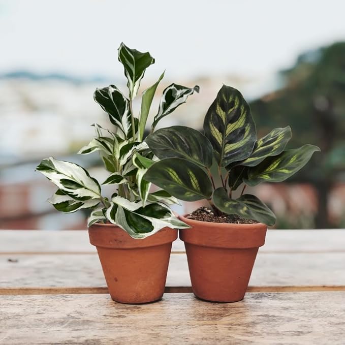 CoollectivePlants Calathea Plant Live Collection – Set of 4 Live Calathea Plant Varieties in Grower's Pot, Live Indoor House Plants, House Plants Indoors Live
