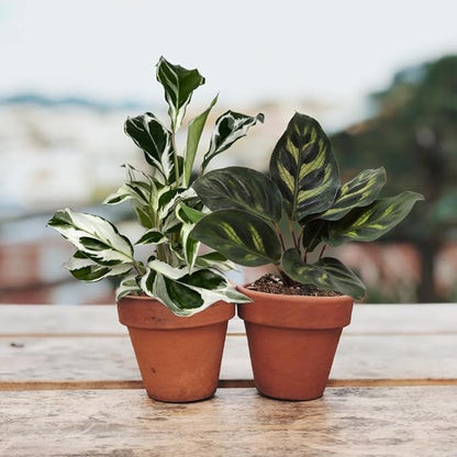 CoollectivePlants Calathea Plant Live Collection – Set of 4 Live Calathea Plant Varieties in Grower's Pot, Live Indoor House Plants, House Plants Indoors Live