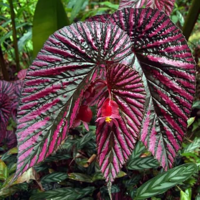 2 Begonia Live Plants Outdoor, Angel Wing Begonia Maculata Plants Live, 5-9" Tall, Ornamental Foliage Houseplant for Home or Office (Red Foliage)
