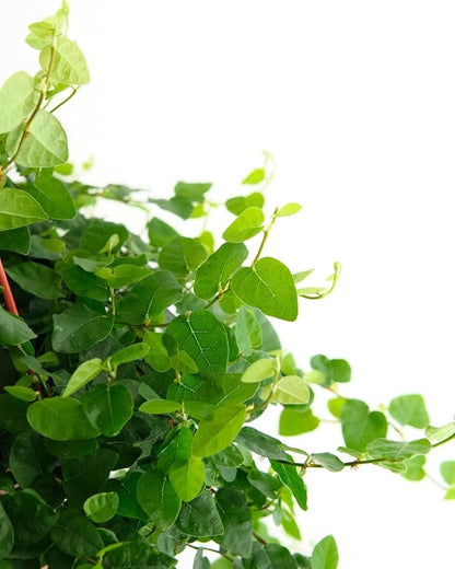 Shop Succulents Ficus Repens Creeping Fig, Live Indoor Plant, Low Maintenance Trailing Houseplant, Ideal for Home Decor, Office, and Room Enhancement, 6 Inch Nursery Pot