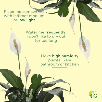 Thorsen's Greenhouse Live Peace Lily Plant, Spathyphylum, Low Light, Natural Air Purifier Live Indoor Plant, 4-6" Diameter Pot (Sage, 4-inch Pot)
