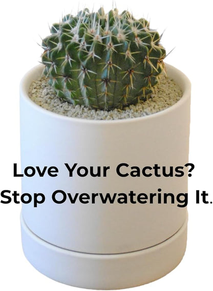 Sustainable Clean Soil for Succulents, Caudiciforms & Cacti, 3L (Medium Grain) Made in Japan– Nutrient-Enriched, No Mess, Reusable-La Terra Crystal Grain