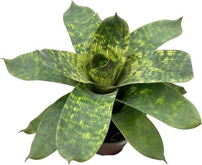 ragnaroc Live Plants – Bromeliad Vrisea Gigantea Nova, 4-8" 2" Plug - 1ct - Live Arrival Guaranteed - House Plants for Home Decor & Gift
