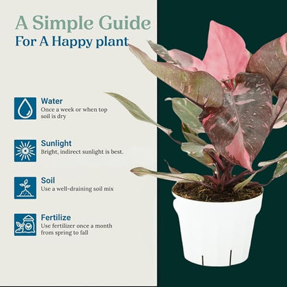 Pink Princess Philodendron Live Plant - Indoor Plants Live Houseplants - Elegant Philodendron Princess House Plant - Rare Pink Plants