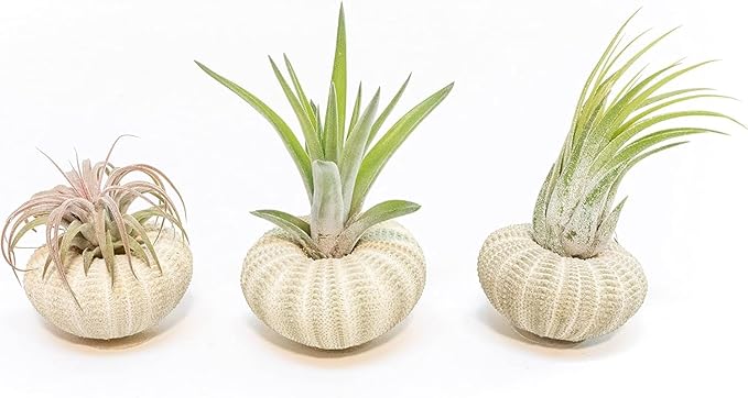 Air Plant Shop 3 Pack Green Sea Urchins with Assorted Air Plants - Succulents - Live Tillandsia - Easy Care Indoor and Outdoor House Plants