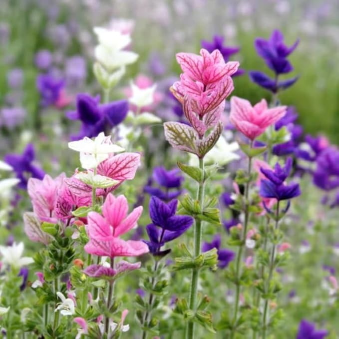 2 Vibrant Sage Salvia Live Plants, Fragrant Perennial Sage Plants Live for Spring Planting, Summer Planting, 5 to 10 Inches in Tall, (Mix)