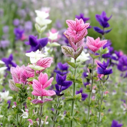 2 Vibrant Sage Salvia Live Plants, Fragrant Perennial Sage Plants Live for Spring Planting, Summer Planting, 5 to 10 Inches in Tall, (Mix)