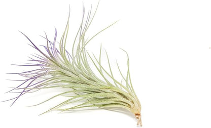 Lavender Colorful Tillandsia Air Plants - Long Lasting Color Enhanced Live Tillandsia Succulent House Plants - Home and Garden Decor - Easy Care Indoor and Outdoor Air Plant