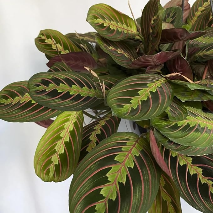 Red Prayer Plant in 4 Inches Pot, Red Maranta Starter Plant, Easy Care, Houseplant for Office, Living Room Decoration