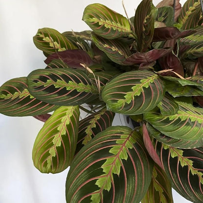 Red Prayer Plant in 4 Inches Pot, Red Maranta Starter Plant, Easy Care, Houseplant for Office, Living Room Decoration
