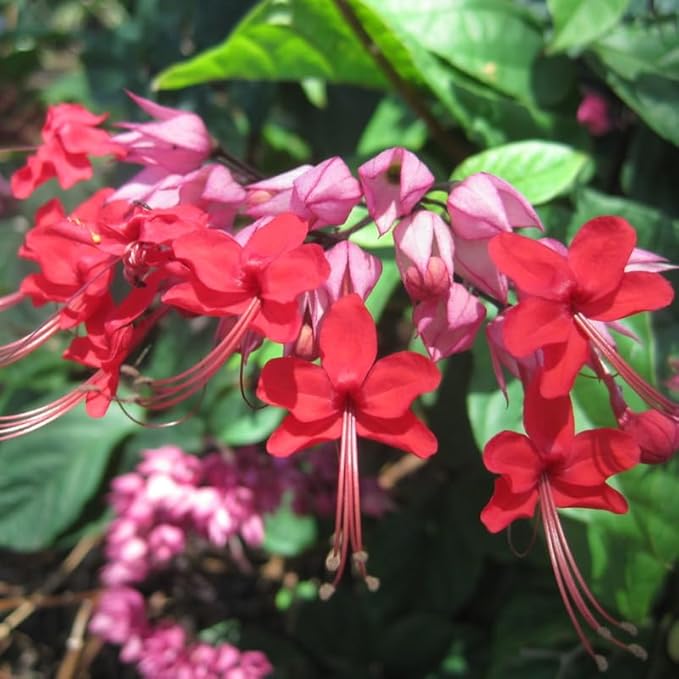 Bleeding Heart Plant Live, 4 to 8 Inch Tall, Clerodendrum Bleeding Heart Houseplant Well Rooted, Fragrant Bleeding Heart Vine (Red Purple Bleeding Heart)