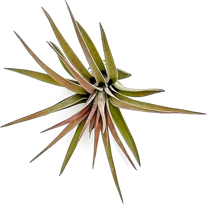 ragnaroc Air Plants - Tillandsia Brachycaulos Abdita, Large 4-6" - 5 ct - Live Arrival Guaranteed - House Plants for Home Decor & Gift