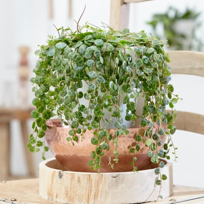 String of Turtles Live Plants, Easy Indoor Trailing Succulent in 3" Pot, Hanging Succulent Houseplant Indoor Outdoor Planting