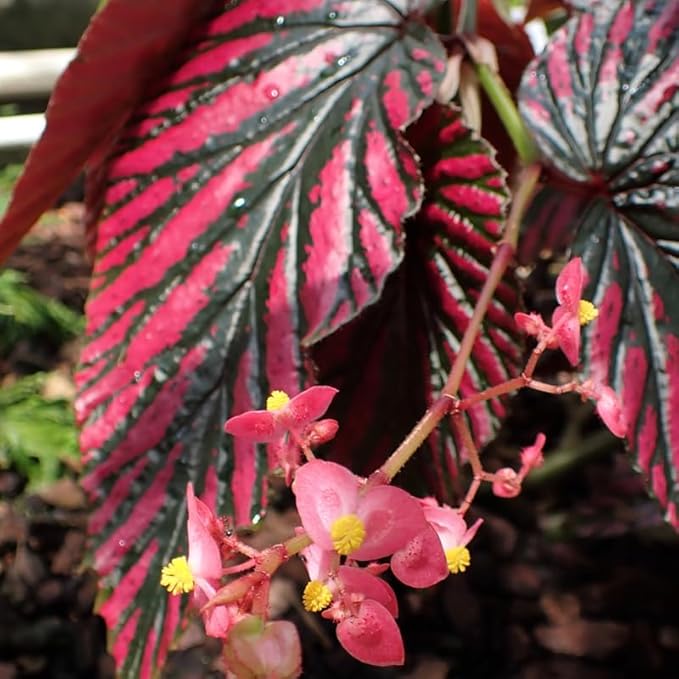 2 Begonia Live Plants Outdoor, Angel Wing Begonia Maculata Plants Live, 5-9" Tall, Ornamental Foliage Houseplant for Home or Office (Red Foliage)