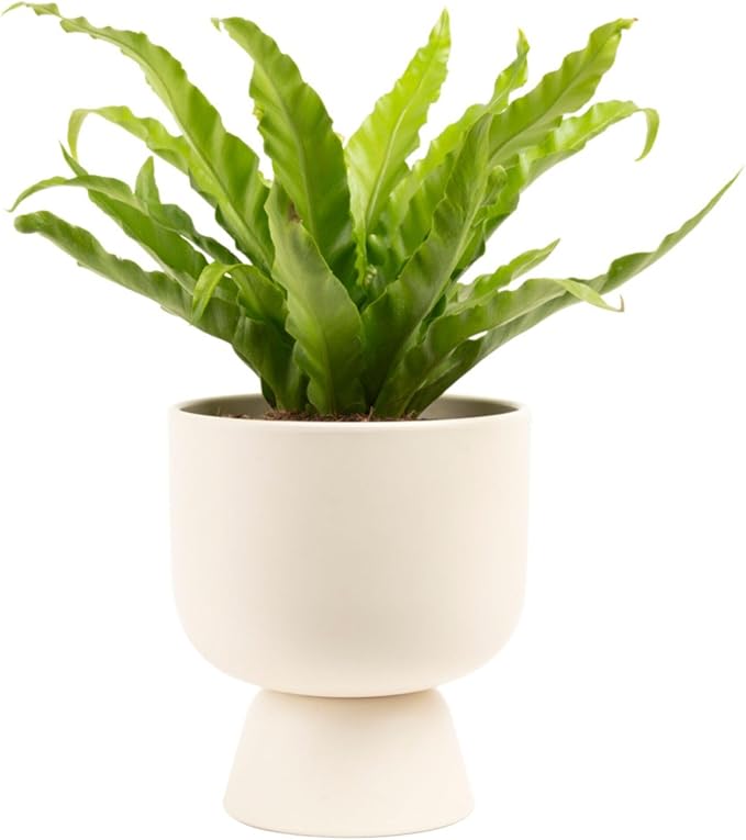 Costa Farms Bird's Nest Fern Live Plant in Decorative Pot, Air Purifying Indoor Houseplant, Perfect for Home, Room, or Office Decor, Great House Warming or Birthday Gift, 12-18 Inches Tall
