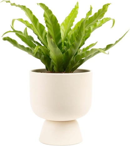 Costa Farms Bird's Nest Fern Live Plant in Decorative Pot, Air Purifying Indoor Houseplant, Perfect for Home, Room, or Office Decor, Great House Warming or Birthday Gift, 12-18 Inches Tall