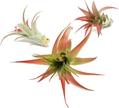 Red Colorful Tillandsia Air Plants - Long Lasting Color Enhanced Live Tillandsia Succulent House Plants - Home and Garden Decor - Easy Care Indoor/Outdoor Plants (Brachycaulos Abdita, Pack of 3)