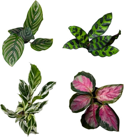 CoollectivePlants Calathea Plant Live Collection – Set of 4 Live Calathea Plant Varieties in Grower's Pot, Live Indoor House Plants, House Plants Indoors Live