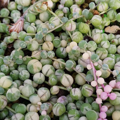 Variegated String of Pearls Plant Live, Trailing Succulent Vine, Indoor Hanging Houseplant, 4 Inch Pot