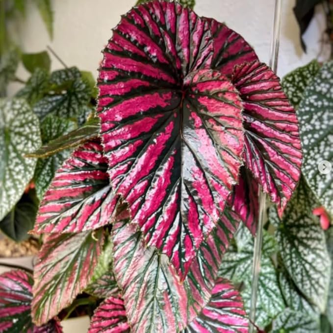 2 Begonia Live Plants Outdoor, Angel Wing Begonia Maculata Plants Live, 5-9" Tall, Ornamental Foliage Houseplant for Home or Office (Red Foliage)