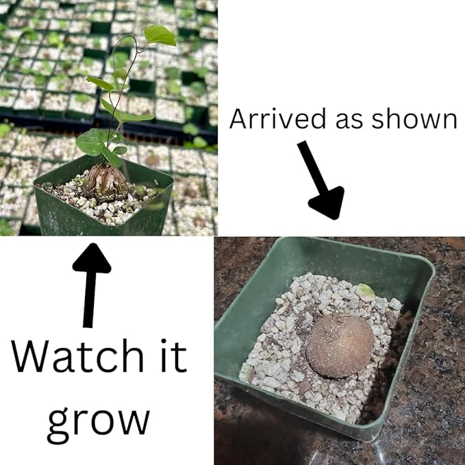 Starter Elephant's Foot Caudex Exotic Plant Live, Rare Houseplants in 3" Pot, Perennial Vine Live Plants Indoor Outdoor Ornamental and Planting