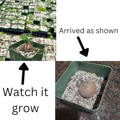 Starter Elephant's Foot Caudex Exotic Plant Live, Rare Houseplants in 3" Pot, Perennial Vine Live Plants Indoor Outdoor Ornamental and Planting