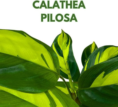 BubbleBlooms Calathea Pilosa in a 2 inch Pot Tiny Minie Pixie Plant