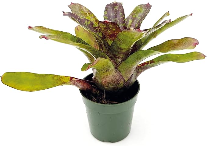ragnaroc Live Plants – Bromeliad Neoregelia Fireball Aztec, 8-12", 4" - 1ct - Live Arrival Guaranteed - House Plants for Home Decor & Gift