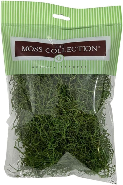 Preserved Spanish Moss - Decorative Dried Moss for Crafts, Home Decor, Art, Design & DIY Projects - for Indoor Use - Green Apple - Small Size