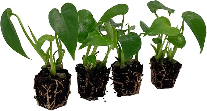 ragnaroc Monstera Deliciosa 2ct – Live Plant for Indoor Outdoor Use, Garden & Landscaping – Live Arrival Guaranteed
