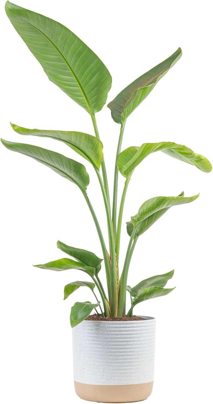 Costa Farms White Bird of Paradise Live Plant in Decorative Pot, Large Indoor Houseplant, Perfect for Home, Room, or Office Decor, Great House Warming or Birthday Gift, 3-4 Feet Tall