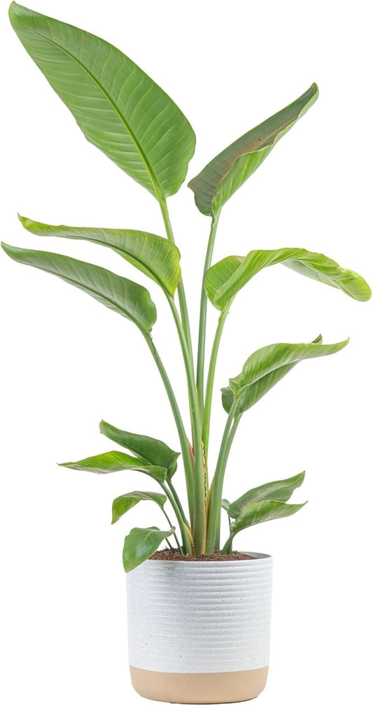 Costa Farms White Bird of Paradise Live Plant in Decorative Pot, Large Indoor Houseplant, Perfect for Home, Room, or Office Decor, Great House Warming or Birthday Gift, 3-4 Feet Tall