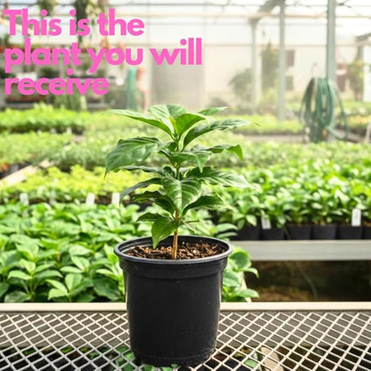 Live Arabica Coffee Plant in 6 Inch Pot| Suitable for Indoors or Patio | Tropical Houseplant for Beginners