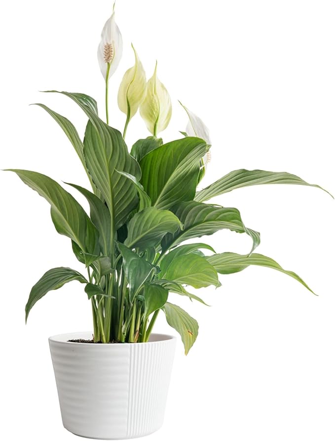 Costa Farms Peace Lily Live Plant in Decorative Pot, Air Purifying Flowering Indoor Houseplant, Perfect for Home, Room, or Office Decor, Great House Warming or Birthday Gift, 14-24 Inches Tall
