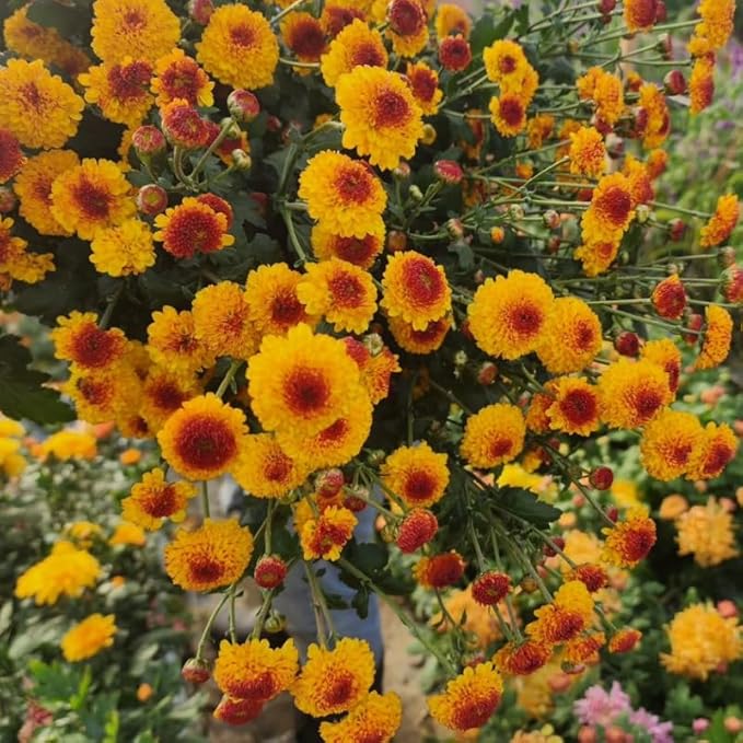 Pack 3 Yellow Orange Chrysanthemum Plants, Mums Plants Live, 3 to 6 Inch Tall Garden Mum Live Plant, Vibrant Fall Blooms, Hardy Chrysanthemum Flowers, No Pot