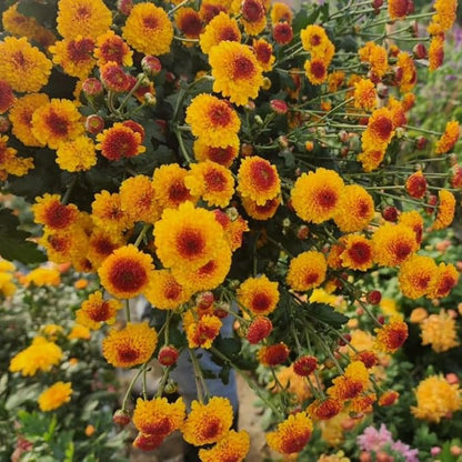 Pack 3 Yellow Orange Chrysanthemum Plants, Mums Plants Live, 3 to 6 Inch Tall Garden Mum Live Plant, Vibrant Fall Blooms, Hardy Chrysanthemum Flowers, No Pot