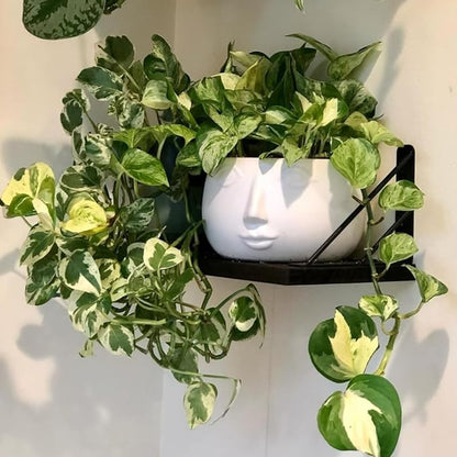 Live Pothos Plant, Pothos Live Plant from 5 to 7 Inc Tall, Houseplant Plant Gardening, 4 Inc Pot (Variegated)