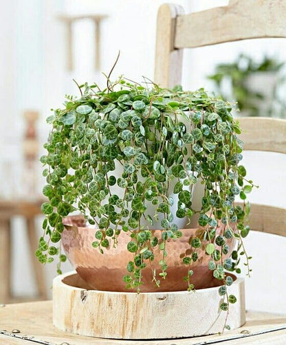 String of Pearls Plant Live 4 Inch Pot, Rare Succulents Plants in Hanging Baskets, Trailing Succulent Houseplant for Home Office (String of Turtles)