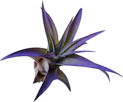 Rainforest Grown Light Purple Enhanced Color Air Plant - Live Tillandsia - 5 to 8 inches - 30 Day Guarantee
