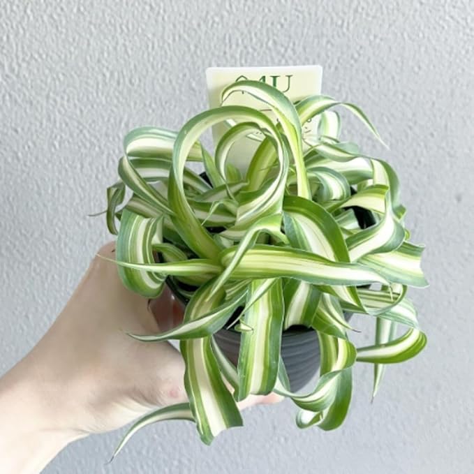 Live Variegated Curly Spider Plant 4 Inch Pot, Curly Spider Plant Live, Variegated Houseplant for Indoor Growth