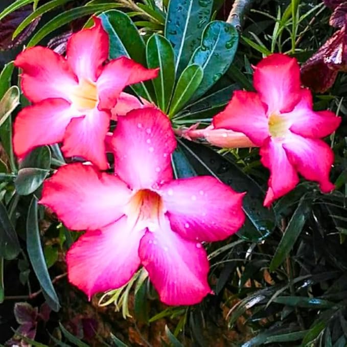 Pink Desert Rose Plant Live, 4-7" Tall, Adenium Obesum Well-Rooted Succulent for Indoor Outdoor Displays