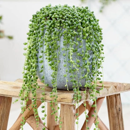 String of Pearls Live Plant, in Pot, Trailing Succulent Plant, Hanging Vine Live Indoor Houseplant