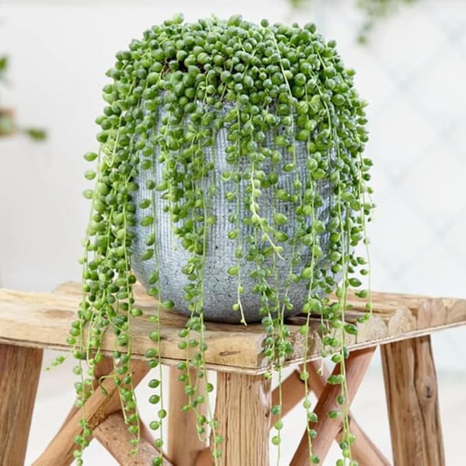 String of Pearls Plant Live, Rare Succulent Trailing Vine in Pot, Indoor Houseplant