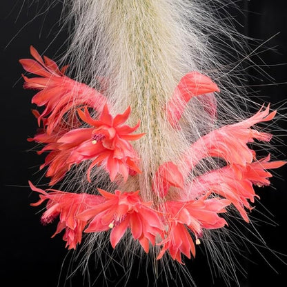 Monkey Tail Cactus Live Plant, 2 Inch Pot, Monkey Tail Cactus Succulent Plants Live Potted