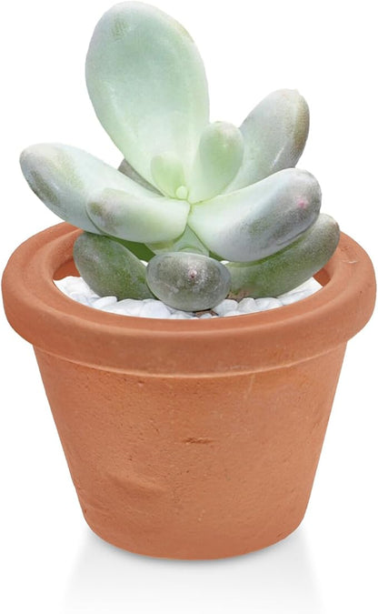 2pcs Mini Red Terracotta Clay Pots Vintage Thumb Planters for Succulents Small Plants Desktop Nursery Craft Decor