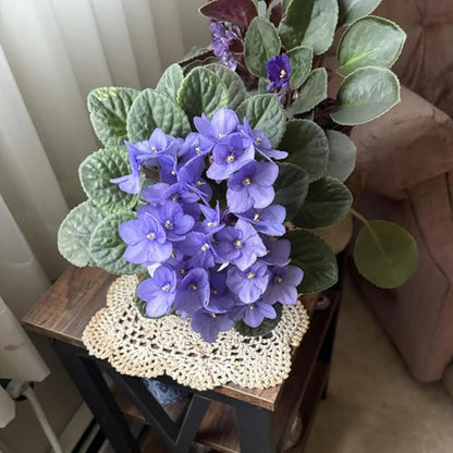 African Violets Live Plants, 4 Inches Pot, African Violet Plant, Easy Care Houseplant for Home and Office Decoration, Random Color
