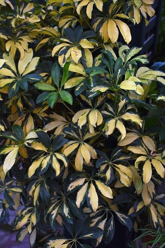 Arboricola Variegated Schefflera Trinette I 10 Live Plants I Vibrant Green & Yellow Foliage, Easy-Care Indoor & Outdoor Plant, Air-Purifying, Ideal for Home
