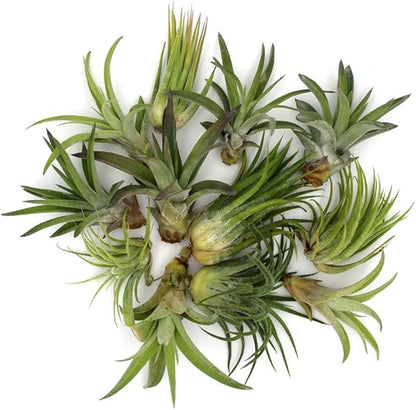 6-Inch Teardrop Glass Terrarium Complete Kit with 3 Live Tillandsia Air Plants, Colored Sand and Seashells (Beach Sand)