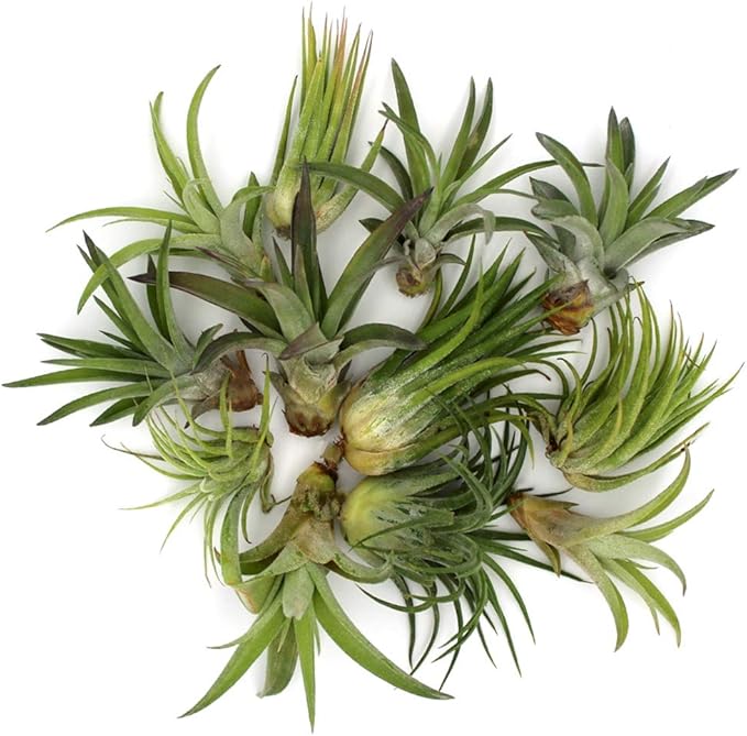 6-Inch Teardrop Glass Terrarium Complete Kit with 3 Live Tillandsia Air Plants, Colored Sand and Seashells (Blue Sand)