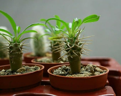 Elevate Your Madagascar Palm Oasis with Gardenera's Organic Potting Mix - Tailored for Robust Palms and Striking Form - 2 Quart